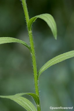 Leaves